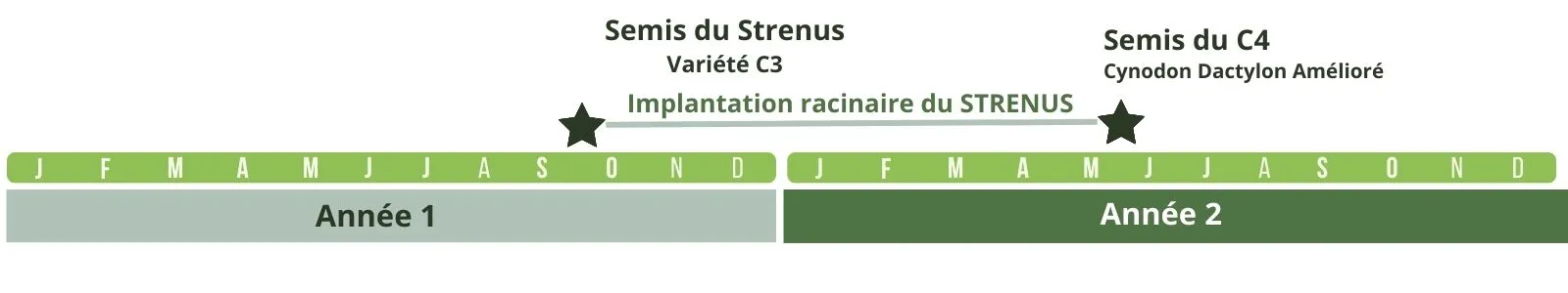 Timing d'implantation du stremuda